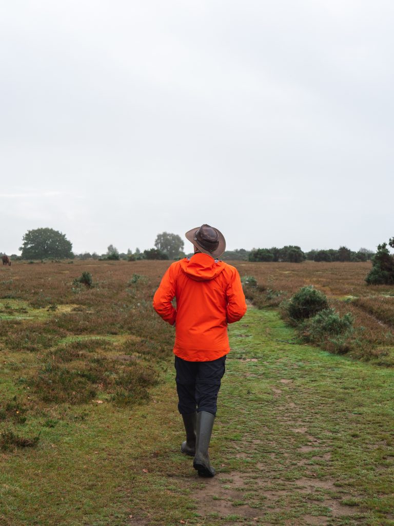 New Forest Moorland